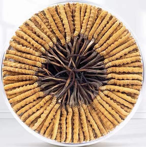 二道江冬虫夏草回收